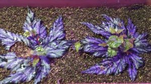 Укореняю бегонию Грифон по новому. #укореняю#бегонию#красныйВермикулит#