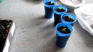 Сальвия Пикировка трехнедельной рассады