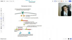 Эпигенетика и регуляция генов ЕГЭ биология | Лактозный оперон