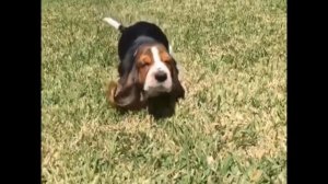 Basset Hound