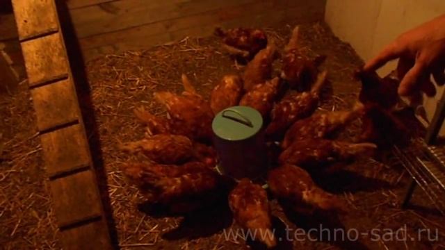 Бункерная кормушка для кур смотреть онлайн