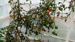 Клубника сорта??? "АРОМАТ ЛЕТА"  в Теплице Выросла Шикарная из Трёх КУСТОВ. 23 сентября 2022г.????