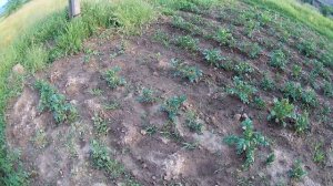 Обзор картошки после недельного дождя (без дождя полтора месяца посадка 13 апреля)