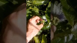 Как цветёт Маракуйя Съедобная / 7 июля 2021 г.