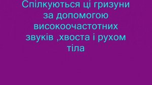 Харчування домашніх тварин