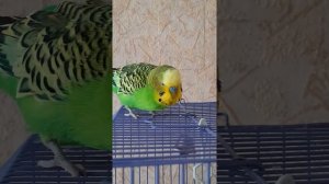 Попугайчик так часто чешется(((