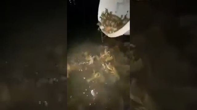 В пруд Суворовского поселили раков смотреть онлайн