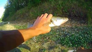 рыбалка на джиг в сентябре с берега, судак, щука.