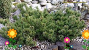 Сосна горная краускопф. Краткий обзор, описание характеристик pinus mugo Krauskopf