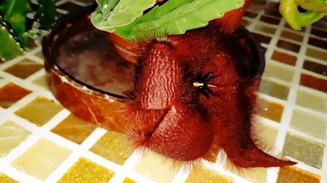 Чудо чудное, диво дивное, расцвёл цветочек аленький. Цветение стапелии. Любуемся вместе. смотреть онлайн