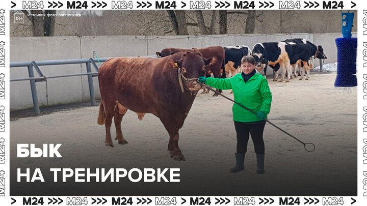 Как видят быки. Быки упражнения. Быки упражнения. Быки упражнения. Быки упражнения.