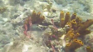 Карибское море под водой. Рыбы и кораллы.