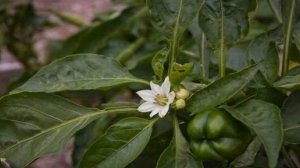 Подкормка перца во время цветения и плодоношения