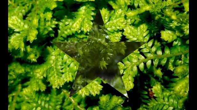 СЕЛАГИНЕЛЛА  (SELAGINELLA)  Селагипелловые  (Плаунковые)