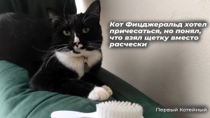 Кот Фицджеральд хотел причесаться, но понял, что взял щетку вместо расчески ?