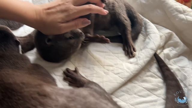 A Mischievous Otter that Disturbs Sleep of Others смотреть онлайн