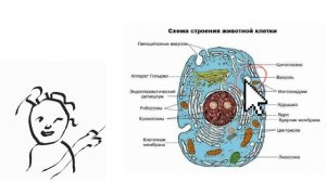 Как отличить растительную клетку от животной? Растительная клетка. Животная клетка. #биология