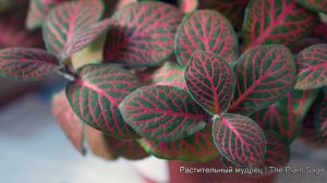 Супер РЕАНИМАТОР для РАСТЕНИЙ. Эффективное средство за копейки. Plant Reanimator