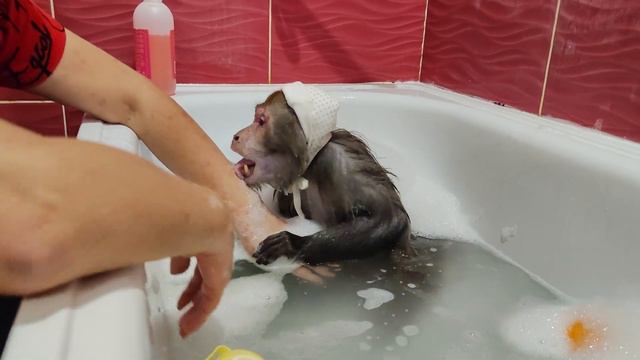 Обезьянка Гоша любит купаться в ванной. Банная вечеринка с лечебными солями и пенкой🥰👍 смотреть онлайн