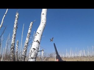 Шикарная охота на селезня весной!!! Садятся прям на голову!!!! Закрытие сезона удалось!!!