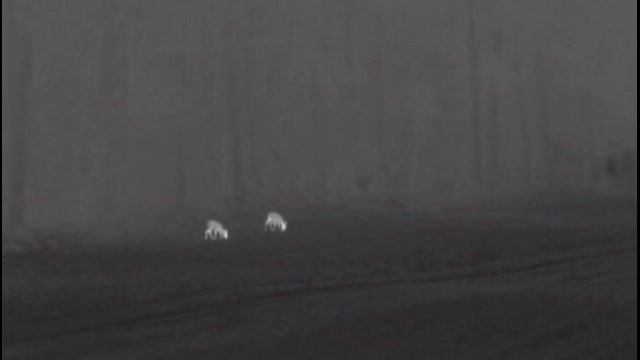 Pulsar xq38f Rehwildaufnahmen im Februar mit der Wärmebildkamera смотреть онлайн