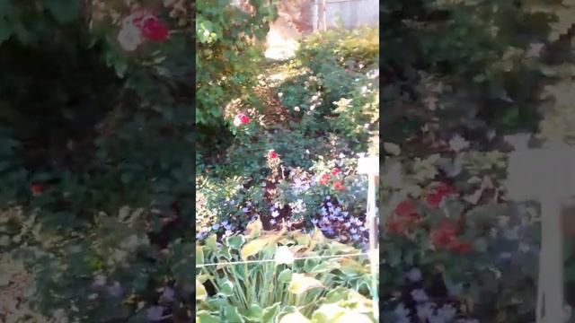 Ботанический сад г. Киров.🌺🌸🌹