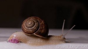 Ұлулар жайлы. Про улиток. Улитка из пластилина. Snail. UlaRizael