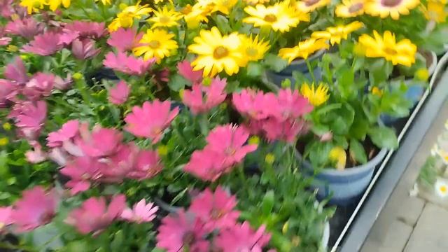 Можно ли пересаживать цветы сразу после покупки? Когда пересаживать? Расстояние между посадкой. смотреть онлайн