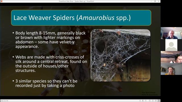 Spiders You Can ID & Record During Lockdown