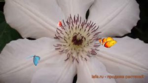 Клематис крупноцветковый Королева Ядвига ? обзор: как сажать, саженцы клематиса Королева Ядвига