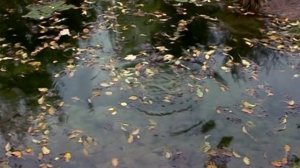 Марина Хутугова и Казбек Лалиев - Армаст дар ды.avi