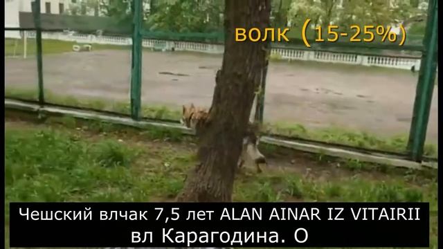 Баланс движения у псовых Русская борзая, немецкая овчарка, влчак, американский волкособ, волк смотреть онлайн