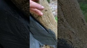 Спасение и санитарная обрезка аварийной ленкоранской акации, к чему приводит  непрофессионализм..