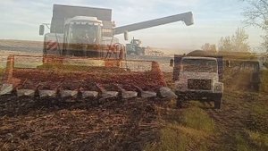 Старт уборки подсолнечника 2022 года!!! РОСТСЕЛЬМАШский комбайн АКРОС 550!