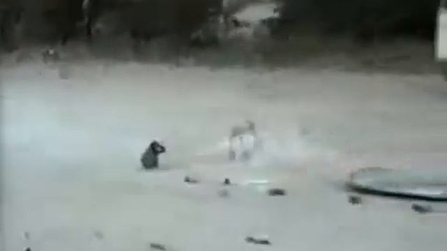 Прикол Собака и салют смотреть онлайн