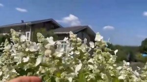 Гортензия Пинк леди