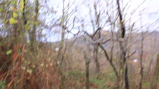 Дерево мушмулы германской и колючие лианы. Закатные горы Сочи. смотреть онлайн