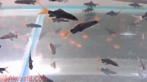 Лабео двухцветный или Labeo bicolor  Аквариумные рыбки  Аквариумистика
