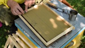 Наващивание рамок. Как пчелы строят новые соты.