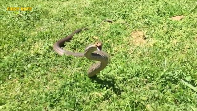 Змеи Убийцы / Их Яд Убивает за Считанные Минуты! смотреть онлайн