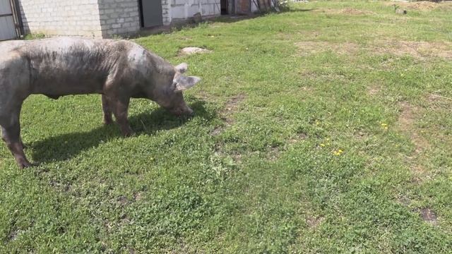 Хряк как приманка,черноспинка загуляла//заливка отмостки на сарай... смотреть онлайн