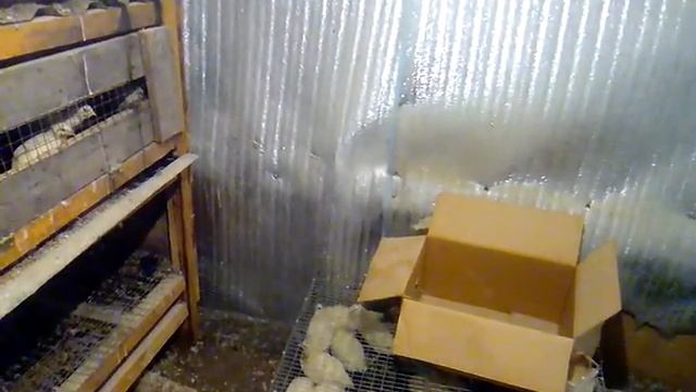 Выгодно содержать перепелок или нет? смотреть онлайн