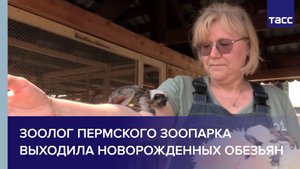 Зоолог Пермского зоопарка выходила новорожденных обезьян