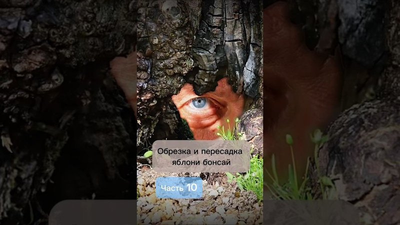 Обрезка и пересадка яблони бонсай. Часть 10