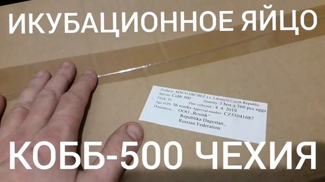 КОББ-500 ЧЕХИЯ.ИНКУБАЦИОННОЕ ЯЙЦО смотреть онлайн