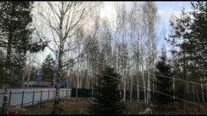 Как безопасно спилить дерево?