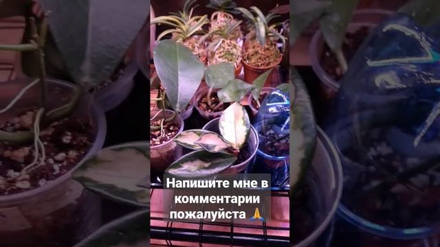 ХОЙЯ Когда посадить укорененный черенок?