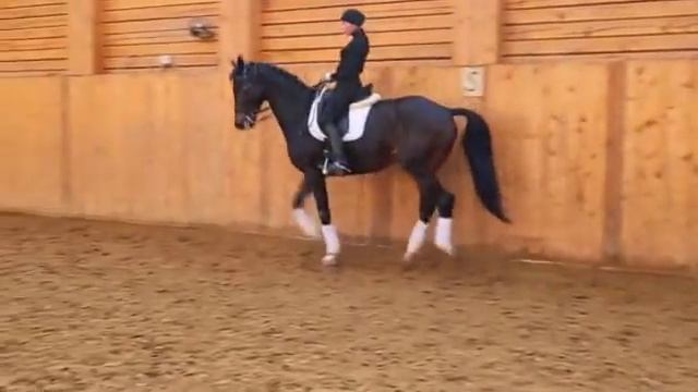 ВЕЛИКОЛЕПНЫЙ ВЫЕЗДКОВЫЙ ТРАКЕН НА ПРОДАЖУ!!! МП смотреть онлайн