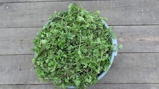 Пора убирать белую горчицу и использовать ее как удобрение. смотреть онлайн