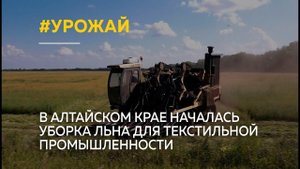 В Алтайском крае началась уборка льна для текстильной промышленности
